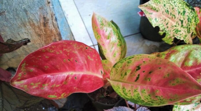 Wybór odpowiedniego stanowiska dla Aglaonemy Hodowla Aglaonemy w warunkach domowych – przewodnik po pielęgnacji popularnego kwiatu doniczkowego