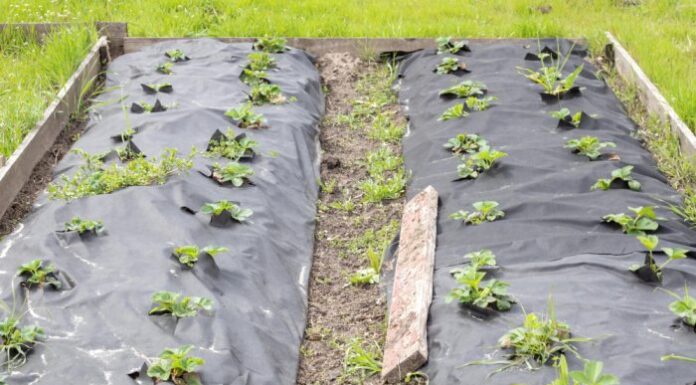 Porównanie agrowłókniny i agrotkaniny w zastosowaniu do mulczowania Wybór materiału do mulczowania w ogrodzie – Agrowłóknina kontra Agrotkanina