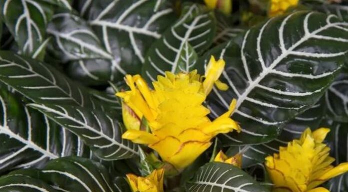 Atrakcyjna uprawa afelandry – wskazówki i metody