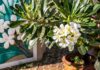 Jak hodować oleander w doniczkach – porady dotyczące pielęgnacji i przetrzymywania rośliny w okresie zimowym