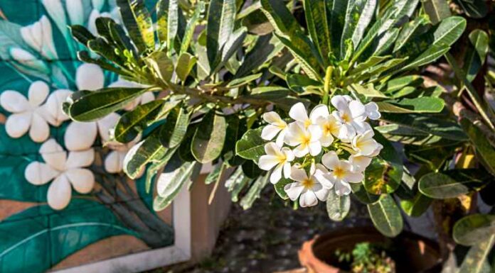 Prawidłowe sadzenie i wybór pojemników dla oleandra Jak hodować oleander w doniczkach – porady dotyczące pielęgnacji i przetrzymywania rośliny w okresie zimowym