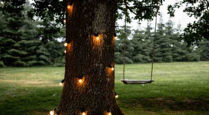 Jak wybrać drzewo do małego ogrodu Idealne drzewa dekoracyjne do ogródka o niewielkim rozmiarze – Top propozycji urokliwej zieleni bez potrzeby dużej przestrzeni