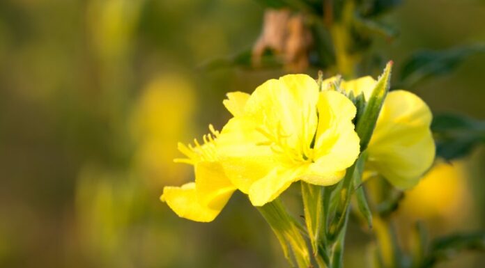 Jakie są wymagania azalii pontyjskiej Hodowla i pielęgnacja rożanecznika żółtego – porady dotyczące uprawy azalii pontyjskiej