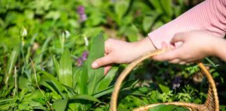 Jak hodować ozdobny chmiel w przydomowym ogrodzie - praktyczne wskazówki do pielęgnacji i wykorzystania