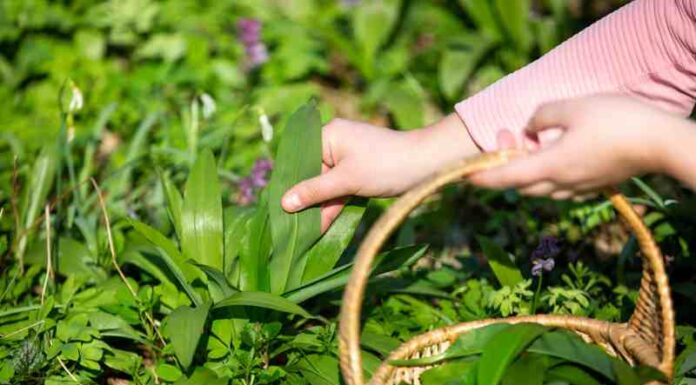 Jak hodować ozdobny chmiel w przydomowym ogrodzie - praktyczne wskazówki do pielęgnacji i wykorzystania