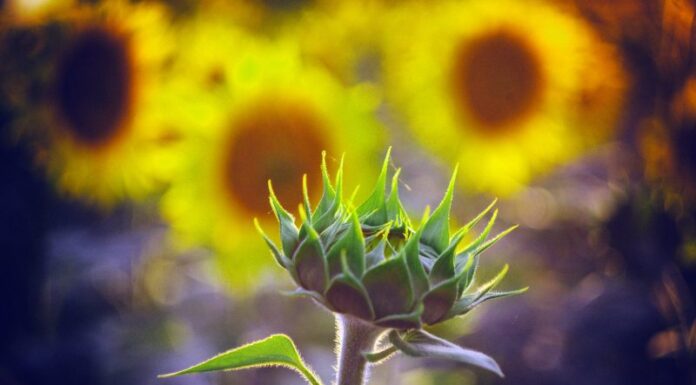 Właściwości słonecznicy Delosperma w ogrodzie Idealny wybór na skalniaki i nasłonecznione ogrody – roślina Delosperma