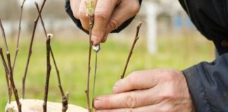 Metody tworzenia popularnych wariantów szczepionych drzew ozdobnych na pniu