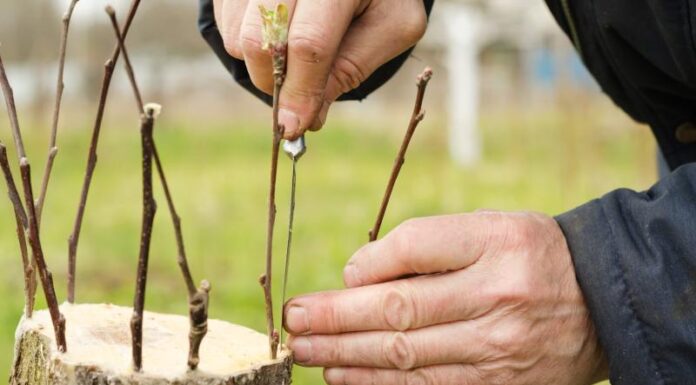 Metody tworzenia popularnych wariantów szczepionych drzew ozdobnych na pniu