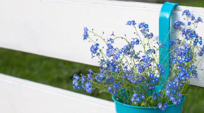 Niezapominajki - jak pielęgnować te kwiaty w ogrodzie oraz w doniczkach