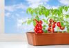 Dlaczego pomidory kwitną, ale nie tworzą owoców i jak je zapylać?