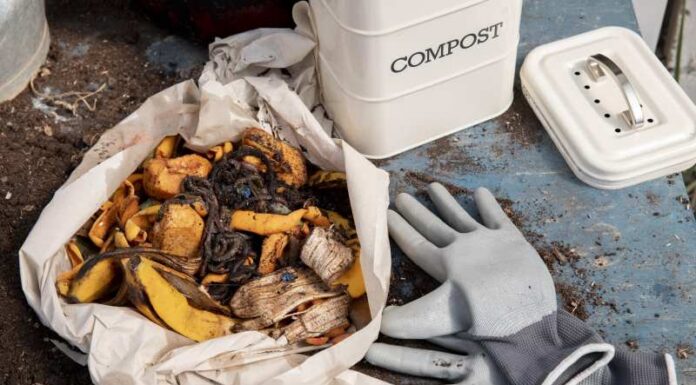 Nawozy naturalne: Porównanie zastosowania kompostu i torfu