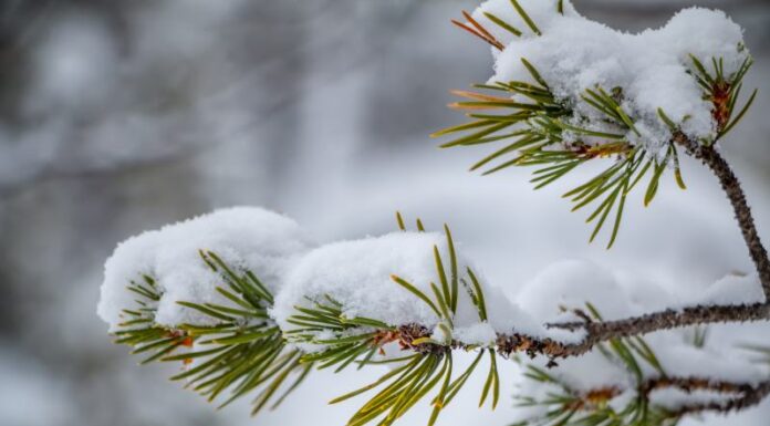Zima ogrodzie – jakie drzewa i krzewy kwitną zima w ogrodzie? Kwitnące drzewa i krzewy w ogrodzie zimą