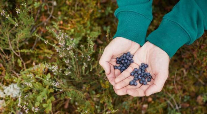 Jak i kiedy należy przeprowadzić zimowe przycinanie borówki amerykańskiej