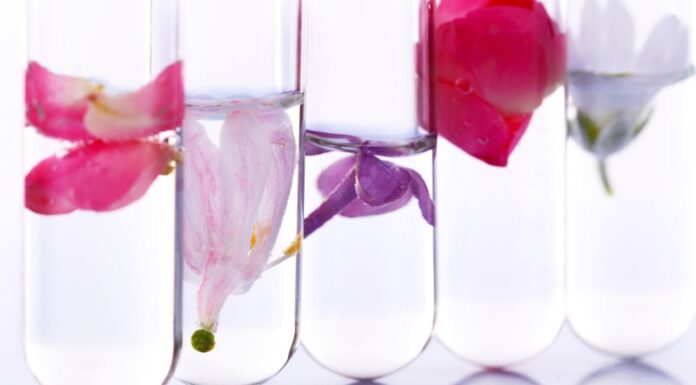 Pielęgnacja kwiatów ciętych- co zrobić żeby dłużej utrzymały się w wazonie Jak utrzymać kwiaty cięte w wazonie dłużej? Czy istnieje sposób na przedłużenie świeżości kwiatów ciętych w wazonie? Jak pielęgnować kwiaty cięte, aby dłużej cieszyły oko?