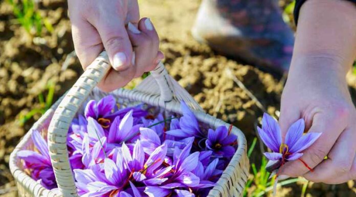 Fioletowe kwiaty w ogrodzie – jakie rośliny kwitną na fioletowo? Fioletowe kwiaty w ogrodzie - jakie rośliny prezentują fioletowe kwiaty?