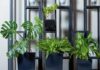 15 roślin doniczkowych idealnych do wystawienia na parapecie