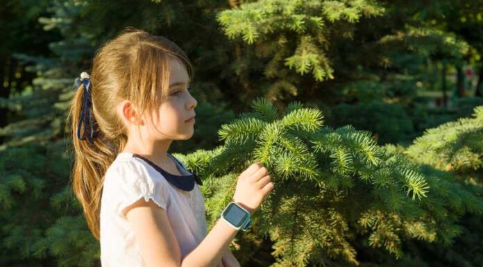 Sosny najpiękniejsze iglaki – poznaj gatunki sosny, które warto uprawiać w ogrodzie. Najpiękniejsze gatunki sosny do uprawy w ogrodzie - poznaj ich różnorodność