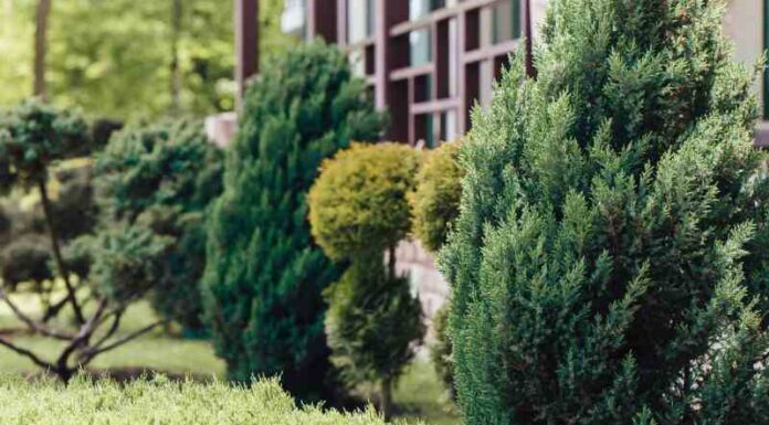 Hodowla bukszpanu – odpowiednie warunki nasłonecznienia i gleby Idealne stanowisko dla wiecznie zielonego bukszpanu i warunki które powinien spełnić ogród