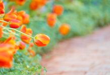 Ogród pełen pomarańczowych akcentów - rośliny z pomarańczowymi kwiatami