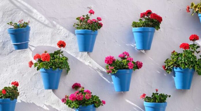 Jak pielęgnować goździki doniczkowe w domu i na balkonie? - zalecenia dotyczące uprawy goździków w doniczkach