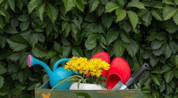 Piękne odmiany nachylków do rabat i doniczek – kolorowe kwiaty na zdjęciach Piękne odmiany nachylków do rabat i doniczek - kolorowe kwiaty na zdjęciach