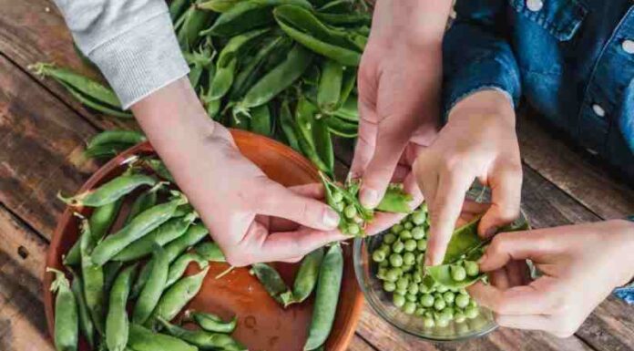 Siew i pielęgnacja groszku pachnącego: termin siewu, odpowiednie stanowisko i nawożenie Siew i pielęgnacja groszku pachnącego: termin siewu, odpowiednie stanowisko i nawożenie