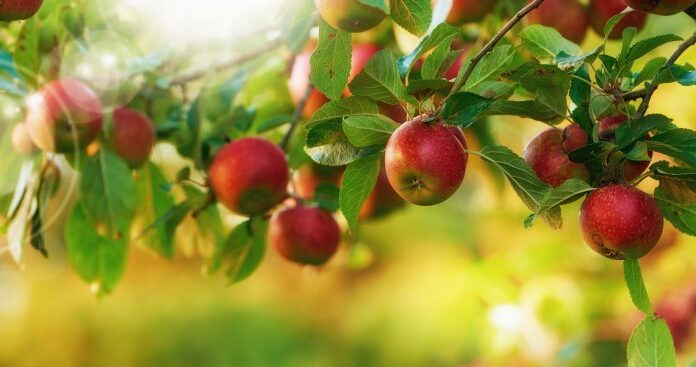Nowoczesne odmiany jabłoni – jak uprawiać je w domowym ogrodzie i jak o nie dbać Nowoczesne odmiany jabłoni - jak uprawiać je w domowym ogrodzie i jak o nie dbać