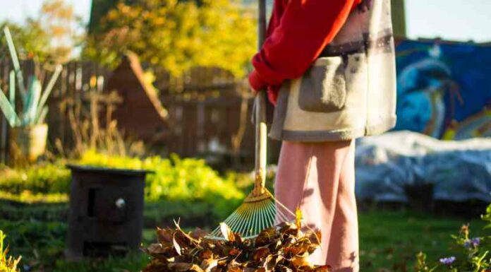 Jak pielęgnować ogród w okresie jesieni