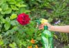 Podnoszenie walorów ogrodu różami szypułkowymi – praktyczne porady uprawowe