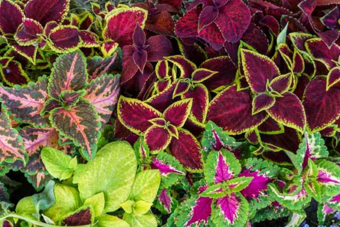 Kształtowanie barwnych kompozycji ogrodowych z roślin jednorocznych