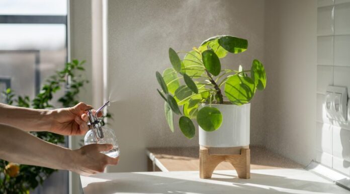 Najlepsze rośliny doniczkowe do łazienki