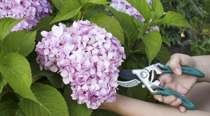 Jak pielęgnować i ciąć hortensję krzewiastą oraz poznać różne odmiany tej rośliny? Jak pielęgnować i ciąć hortensję krzewiastą oraz poznać różne odmiany tej rośliny?