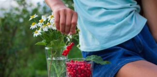 Czerwone porzeczki i ich unikalne właściwości