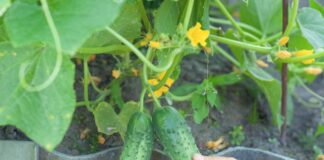 Jak łatwo hodować ogórki – przewodnik krok po kroku