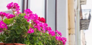 Aranżacja balkonowych skrzyń z geranium
