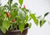 Wybór odpowiedniej odmiany papryki chili do uprawy domowej Jak hodować ostre papryki chili w domowych warunkach na balkonie i w przydomowym ogródku