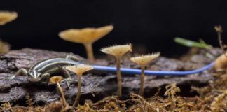 Walka z nieproszonymi gośćmi w glebie jak chronić uprawy przed organizmami zagrażającymi korzeniom roślin