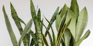 Domowe rośliny doniczkowe o dekoracyjnych liściach