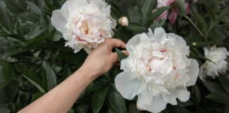 Jak nawozić piwonie naturalnymi i gotowymi preparatami