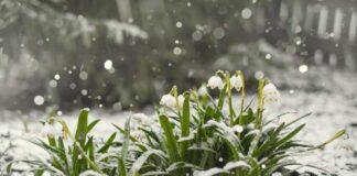 Jak zająć się ogrodem zimą