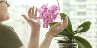 Jak podnieść wilgotność powietrza dla kwiatów doniczkowych