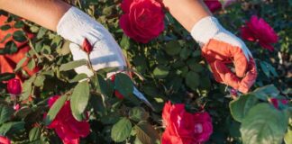 Sadzenie i pielęgnacja róż rabatowych: najlepsze miejsce w ogrodzie oraz sposoby dbania o interesujące odmiany