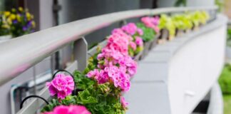 Jakie nawozy wybrać do pelargonii uprawianych na balkonie?
