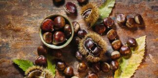 Korzyści zdrowotne i wykorzystanie kasztanów – jakie właściwości ma kasztan i do czego się używa.