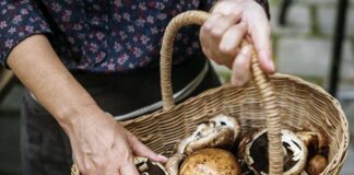 Dlaczego warto uwzględnić pieczarki w diecie?