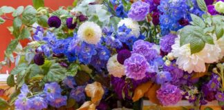 Uroda jesiennego ogrodu: Marcinki, michałki, astry bylinowe