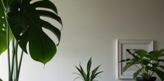 Czy monstera może szkodzić? Sprawdź, jakie ma toksyczne właściwości